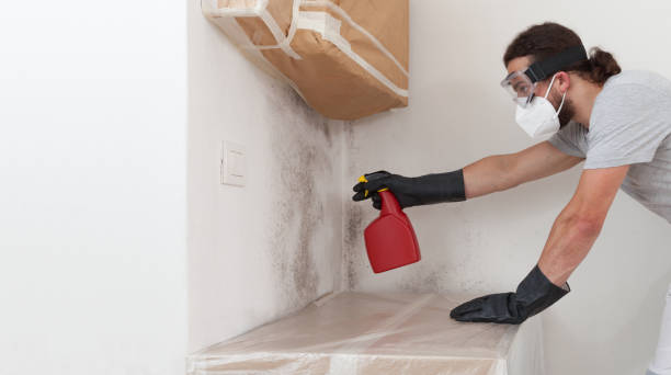 Professional Basement Mold Remediation technician working in Saint Petersburg, FL