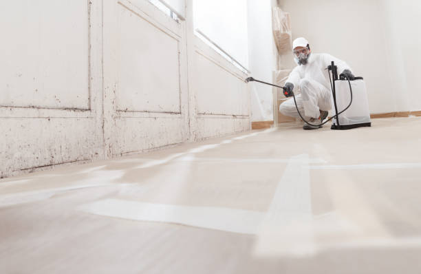 24/7 Emergency Basement Mold Remediation experts in Saint Petersburg, FL