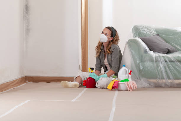 Reliable Basement Mold Remediation contractor in Saint Petersburg, FL by Mold Remediation HQ